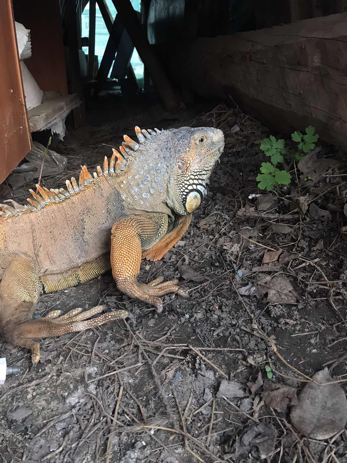 Игуана нашлась в строительных завалинах