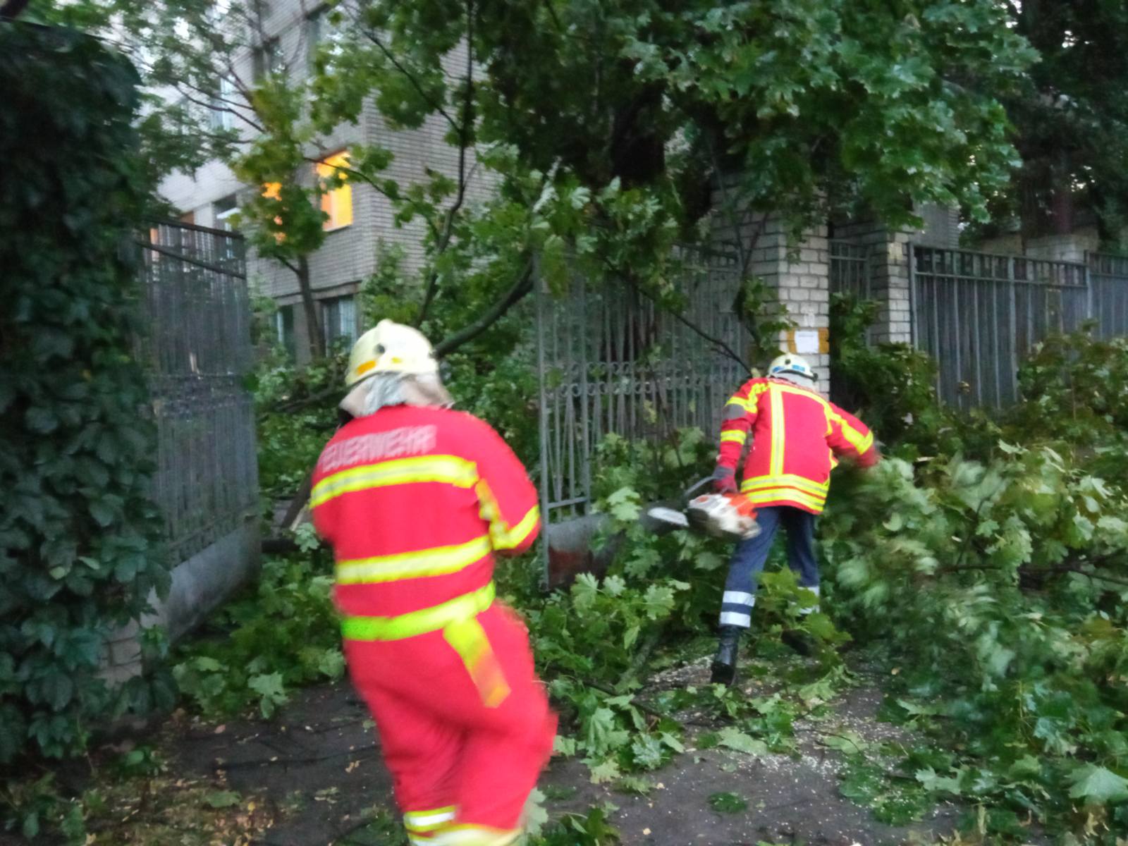 Перед въездом в больницу упало дерево / фото: ГСЧС
