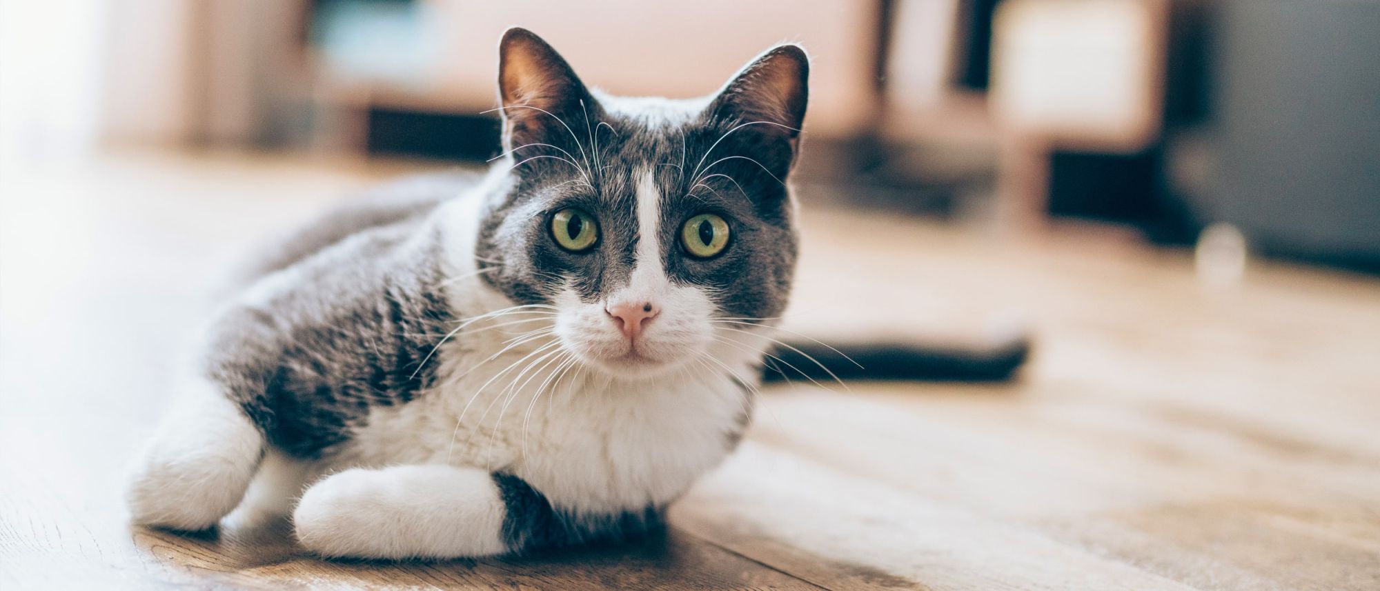 Обстеж кота від носа до хвоста