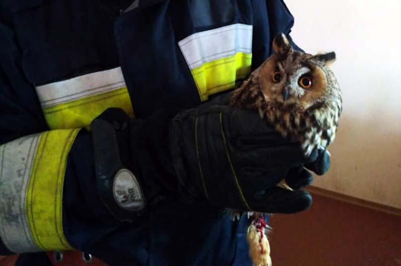 Птица травмировала лапку / фото: ГСЧС