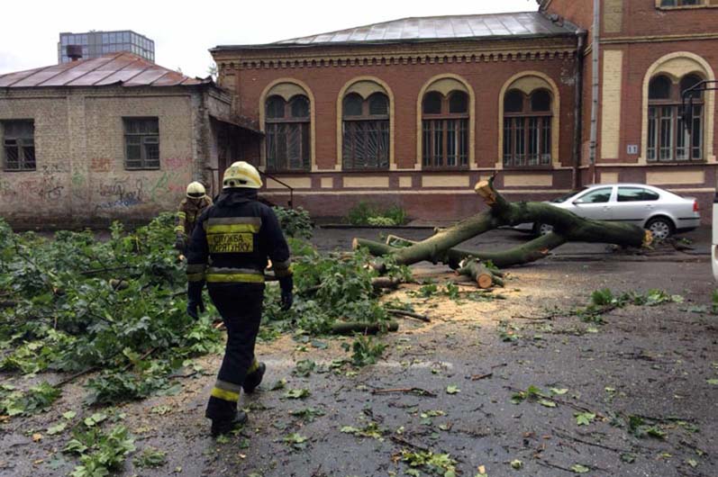 Спасатели убрали дерево / фото: ГСЧС