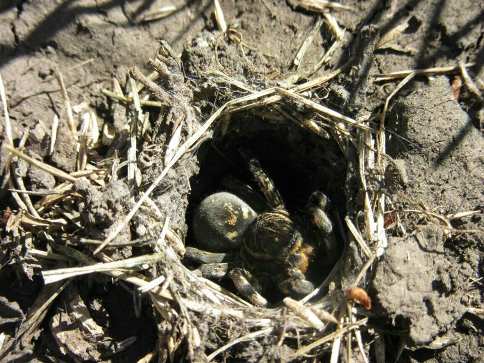 Под Днепром поймали большого тарантула / фото: Fb Татьяна Шарова