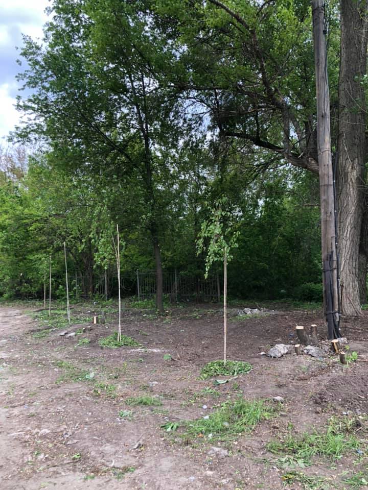 Высадили новые деревья / фото: Юлия Гуртовая