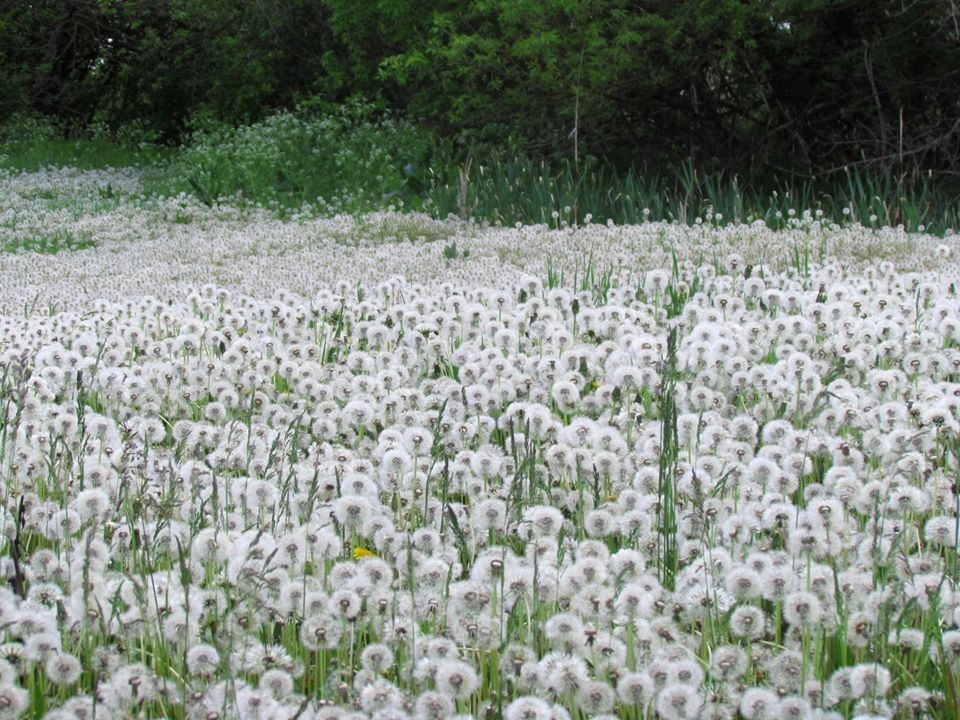 Пушистое поле / фото: Fb Вадим Манюк