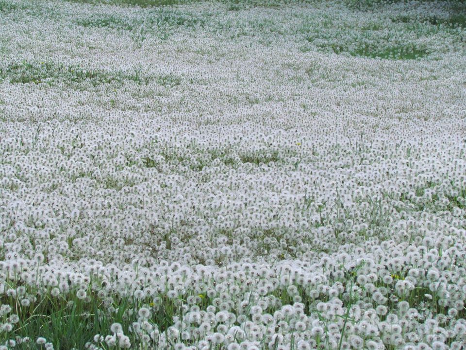 Одуванчиков тут очень много / фото: Fb Вадим Манюк