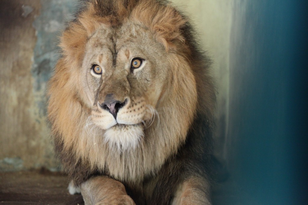 Житель зоопарка в Хащевом / фото: hashevoe.com.ua