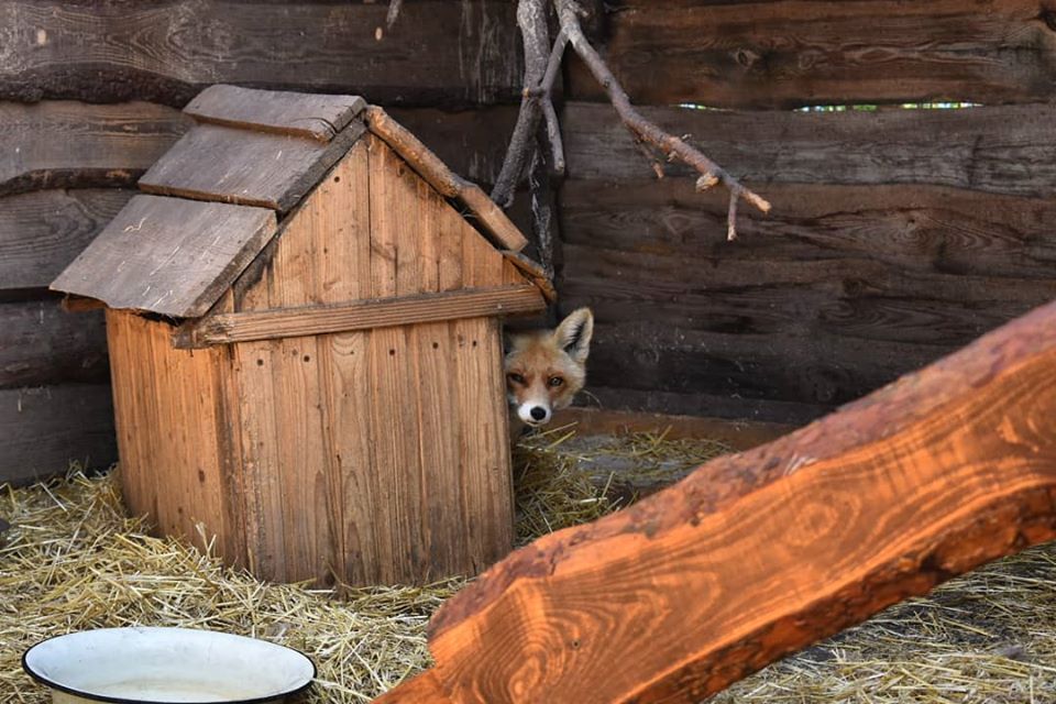 Житель приюта / фото со страницы приюта в соцсетях