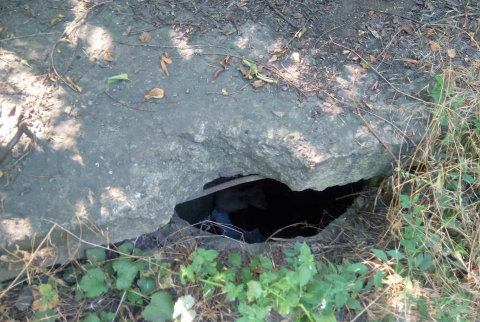 Малыши были на глубине около полутора метров. Фото: ГСЧС