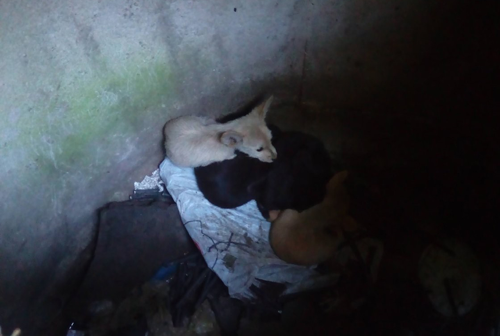 В Днепре щенки были в заброшенном коллекторе. Фото: ГСЧС