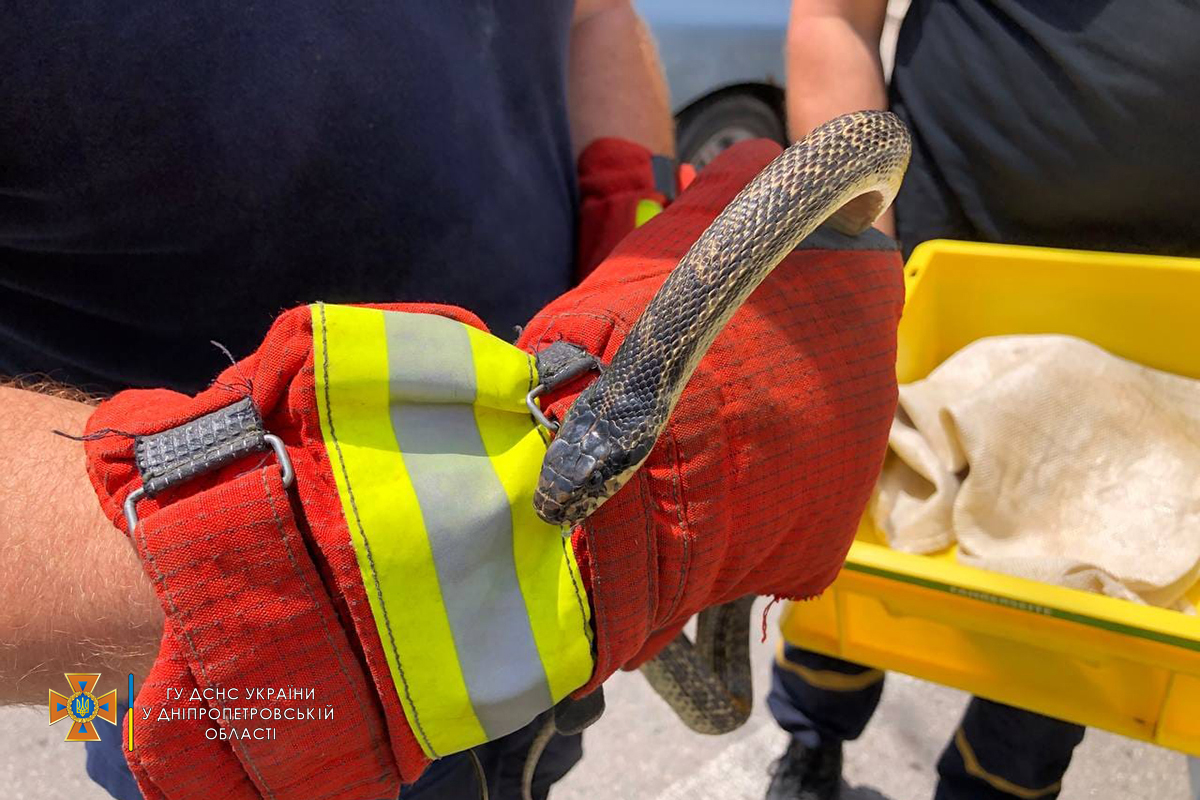 Спасатели отловили змею и вывезли ее за черту города, где отпустили на волю. Фото: ГСЧС
