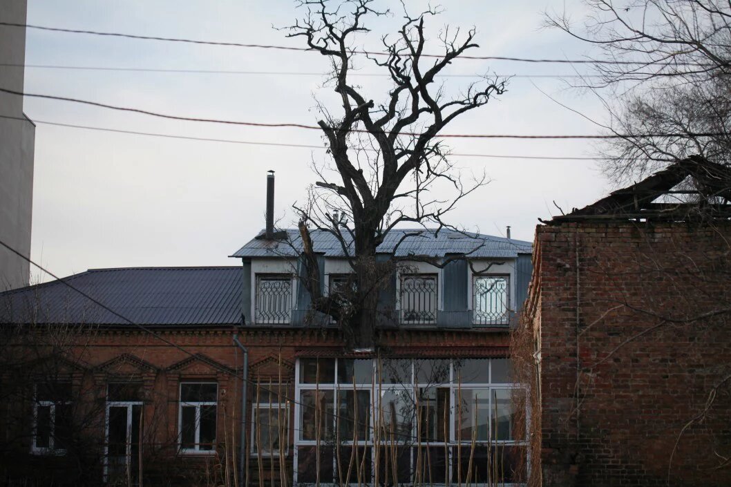 Люди построили балкон вокруг растущего дерева. Фото: "Видкрытый"