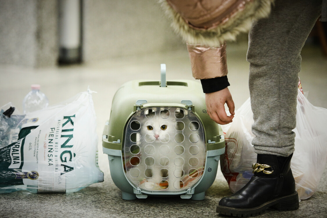 Що робити, якщо ви знайшли тварину, яку залишили господарі?