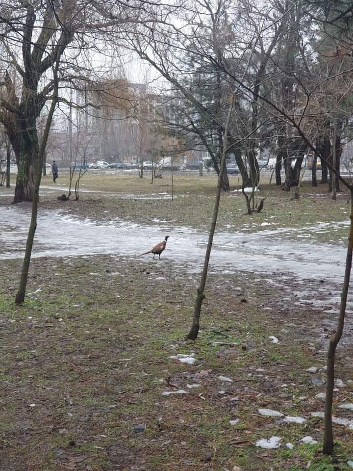 Снегом в Днепре припорошило улицы.