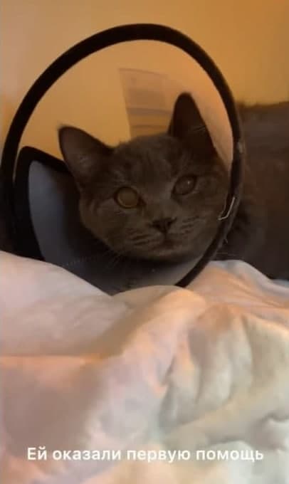 Кішка Тіна майже 15 хвилин провела у пральні.