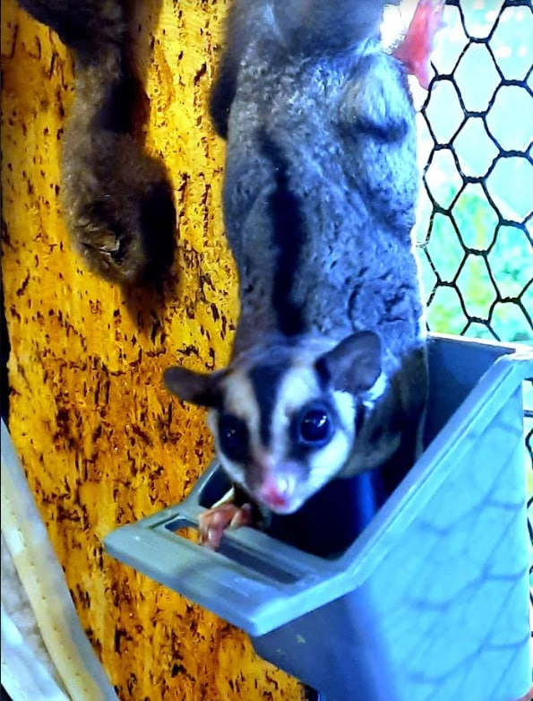 Зоопарк "Жива планета" фото 4 3