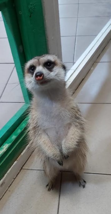 Зоопарк "Жива планета" фото 6 5