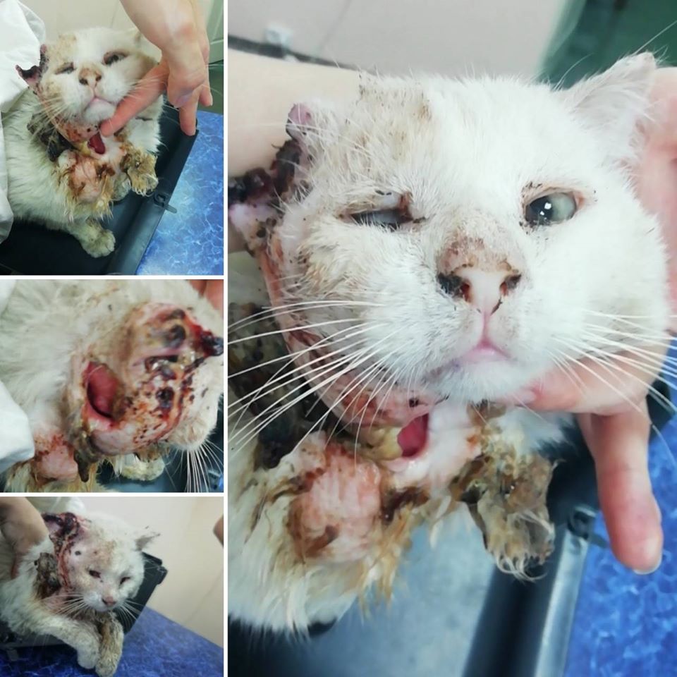 Кот Тайсон гниет заживо/ фото: фб Ольга Уманчик