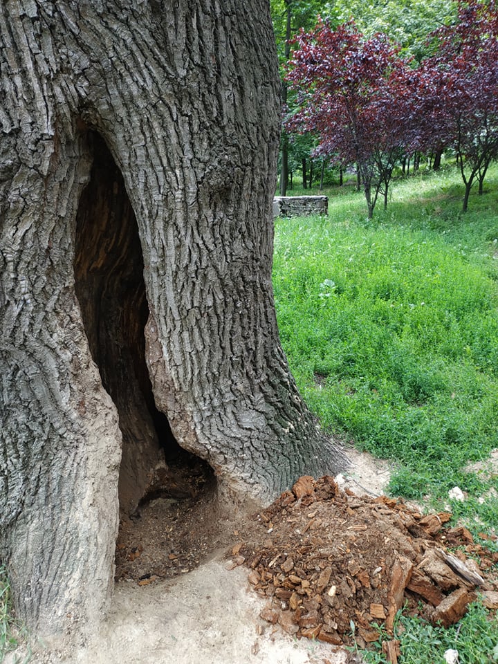 Надеемся, что этот гигант поправится/ фото: фб департамент парков и рекреаций 