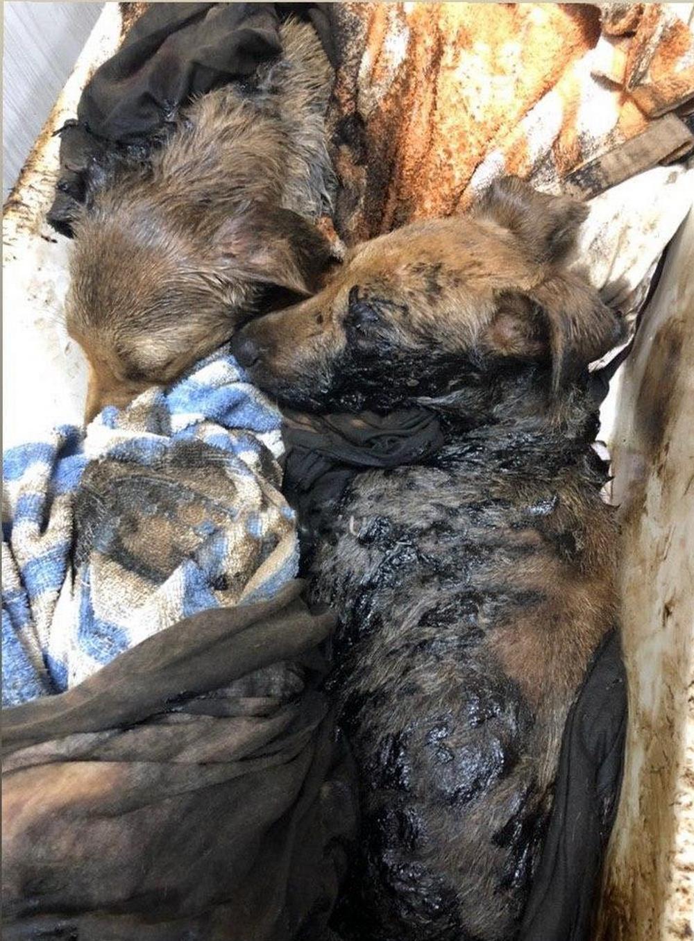 Надеемся, что эти малыши выкарабкаются/ фото: фб Приют "Друг"