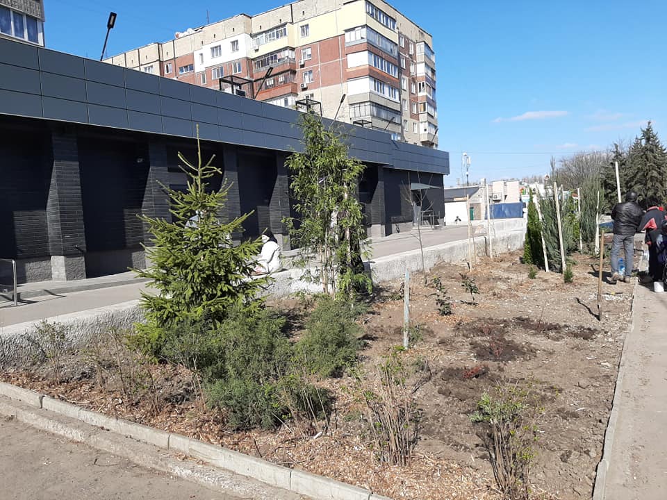 Весна пришла &ndash; озеленять пора: на жилмассиве Сокол высаживают молодые деревья фото 1