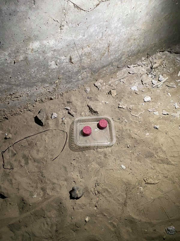 Отрава для котов/ фото: Алена Малик