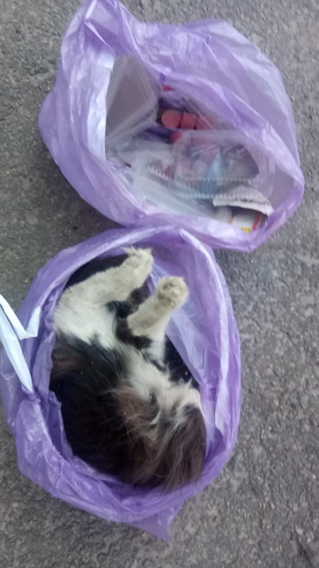 Вот такие печальные последствия человеческого страха/ фото: Алена Малик