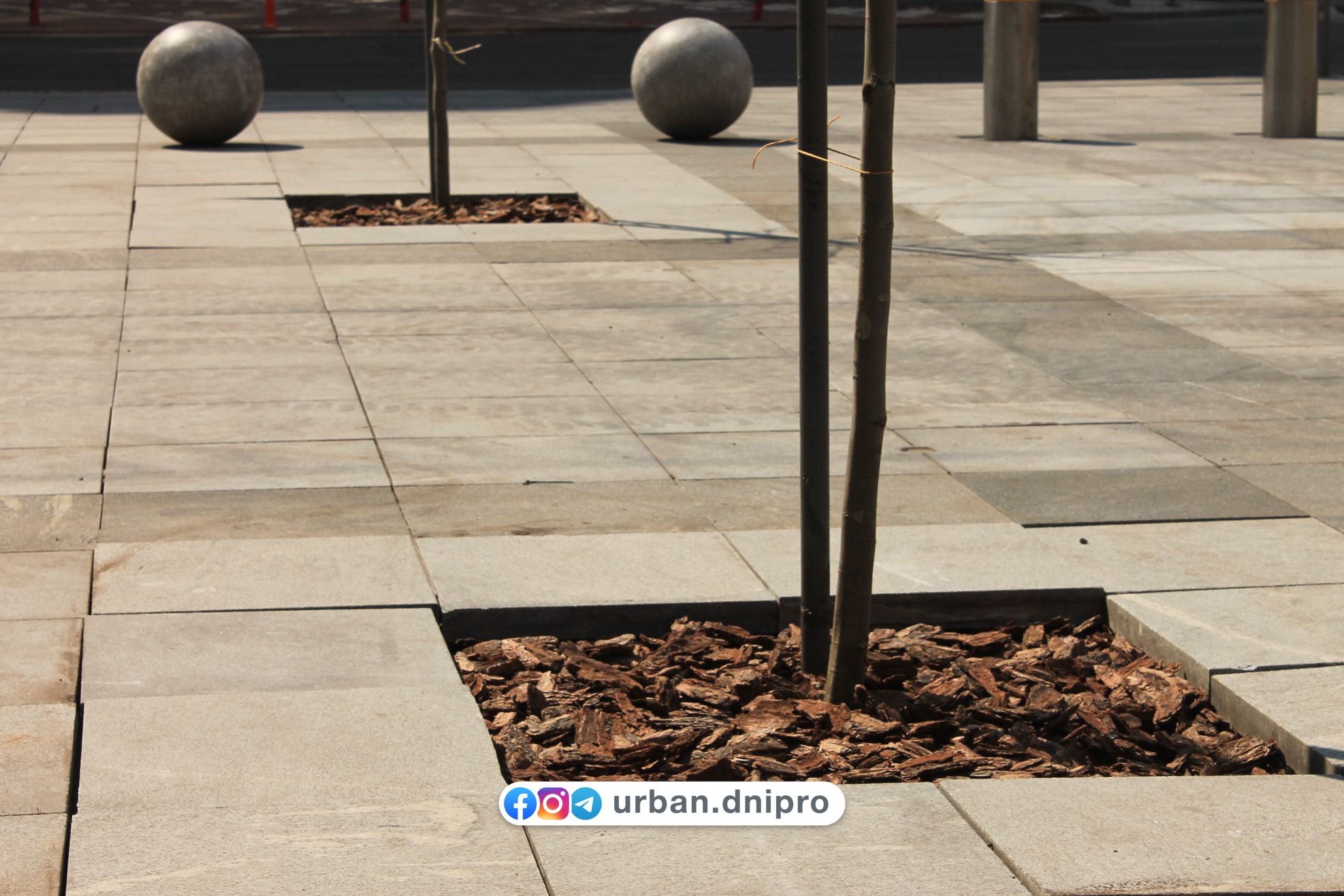 Прячься в тень: на Екатеринославском бульваре высадили молодые платаны (фото) фото 2 1