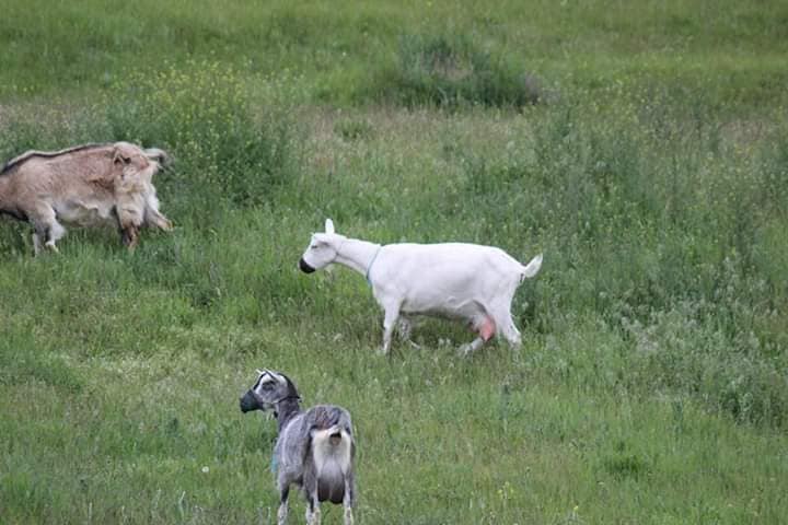 Безопасность превыше всего: под Днепром козы пасутся в масках (фото) фото 1