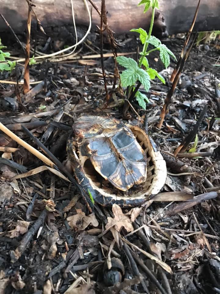 Новые жертвы: из-за подпала сухой травы пострадали черепашки (фото) фото 1