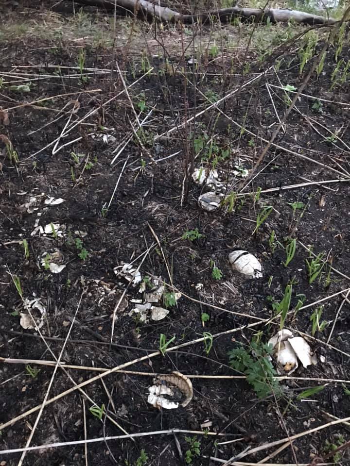 Новые жертвы: из-за подпала сухой травы пострадали черепашки (фото) фото 2 1