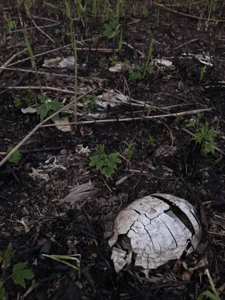 У бедняг не было и шанса/ фото: Мария Виноградова