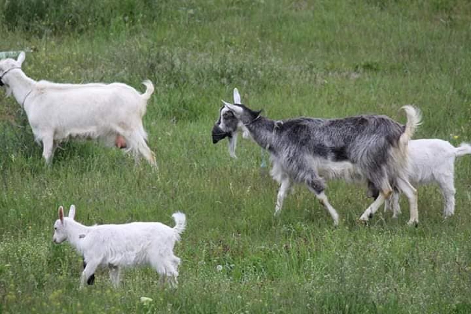 В левом нижнем углу можно наблюдать самую безответственную козу/ фото: Ксения Пантюшкина