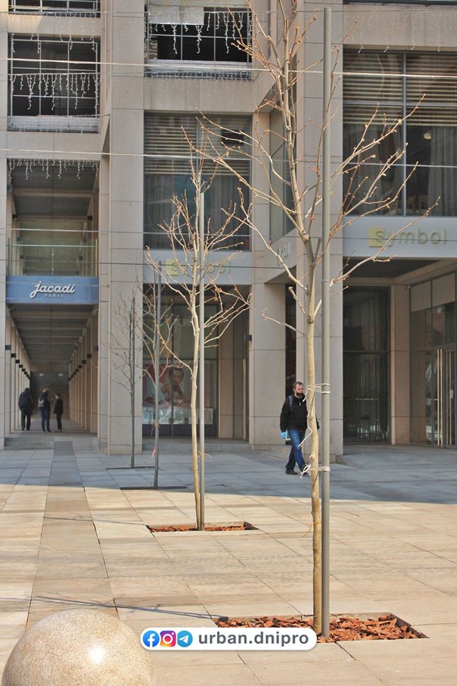 Прячься в тень: на Екатеринославском бульваре высадили молодые платаны (фото) фото 3 2