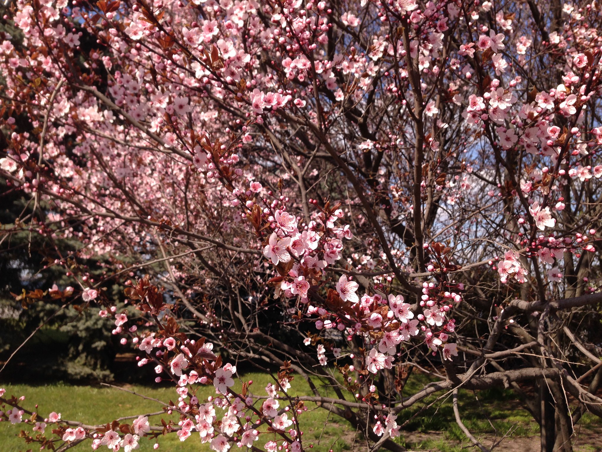 Осталось потерпеть еще 3 недели и можно наслаждаться красотой/ все фото: Ирина Кальянова