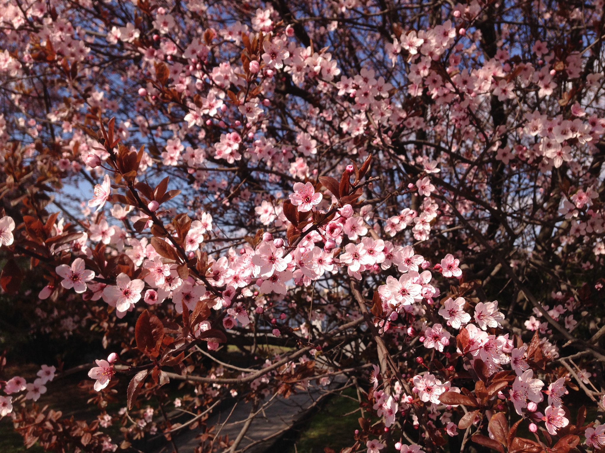 Полюбуйся: на набережной зацвели необычные сливы (фото) фото 2 1