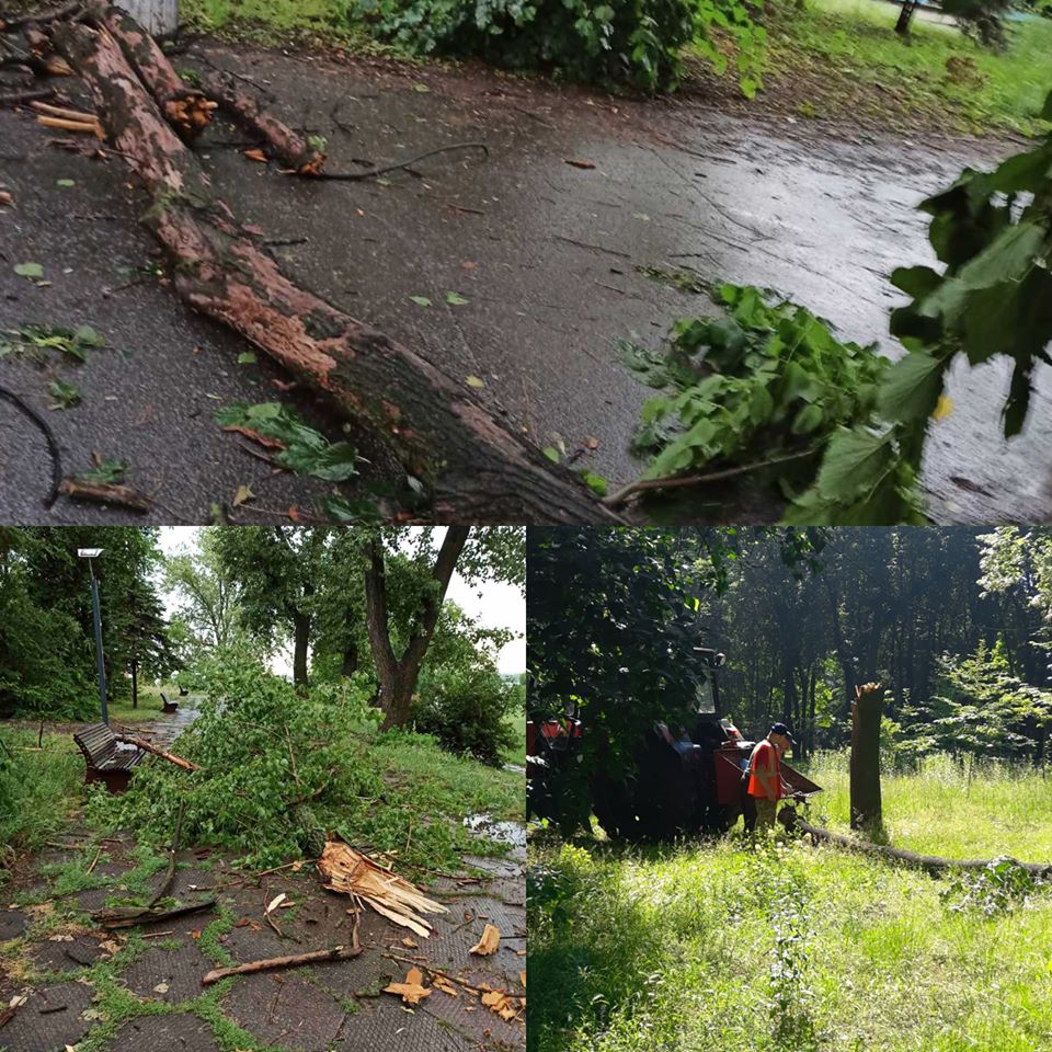 Молодые деревья не выдержала навала стихии/ все фото: фб  Комунальне Підприємство Парк Шевченка