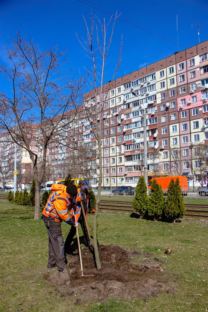 Весна пришла &ndash; озеленять пора: на жилмассиве Сокол высаживают молодые деревья фото 3 2