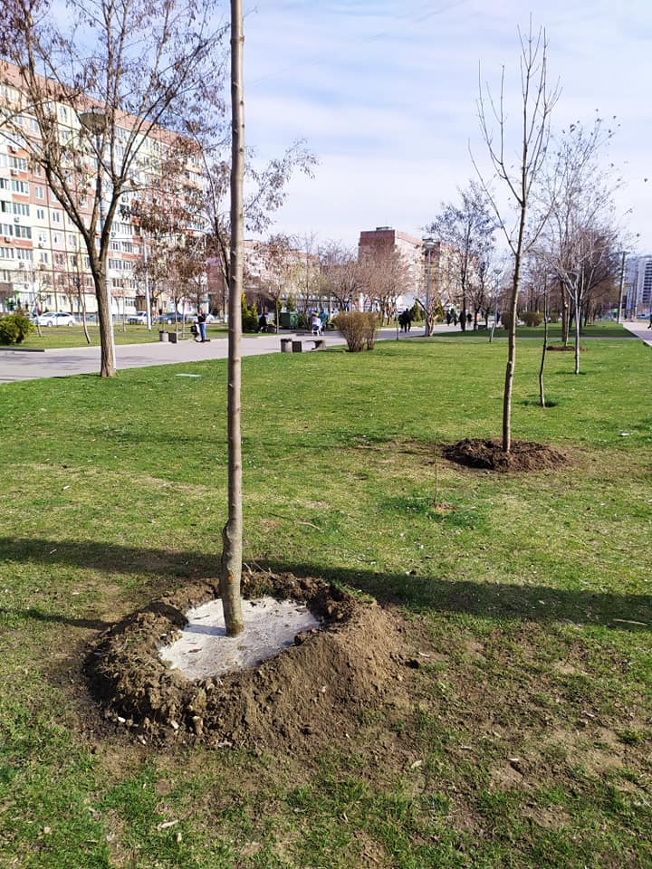 Местные жители безумно рады новым зеленым деревцам/ фото: фб Виталий Чуйко