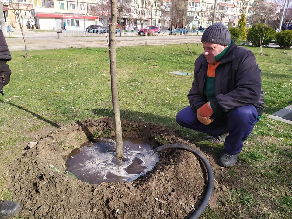 Коммунальщики будут ухаживать за деревцами/ фото: фб Виталий Чуйко
