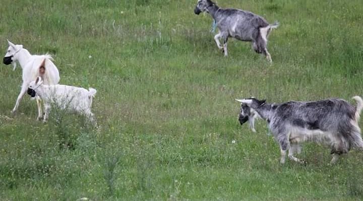 Безопасность превыше всего: под Днепром козы пасутся в масках (фото) фото 2 1