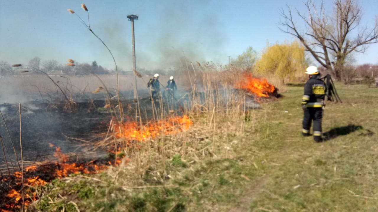 Едва не сгорел заживо: спасатели вытащили из огня ежа-манюню фото 1
