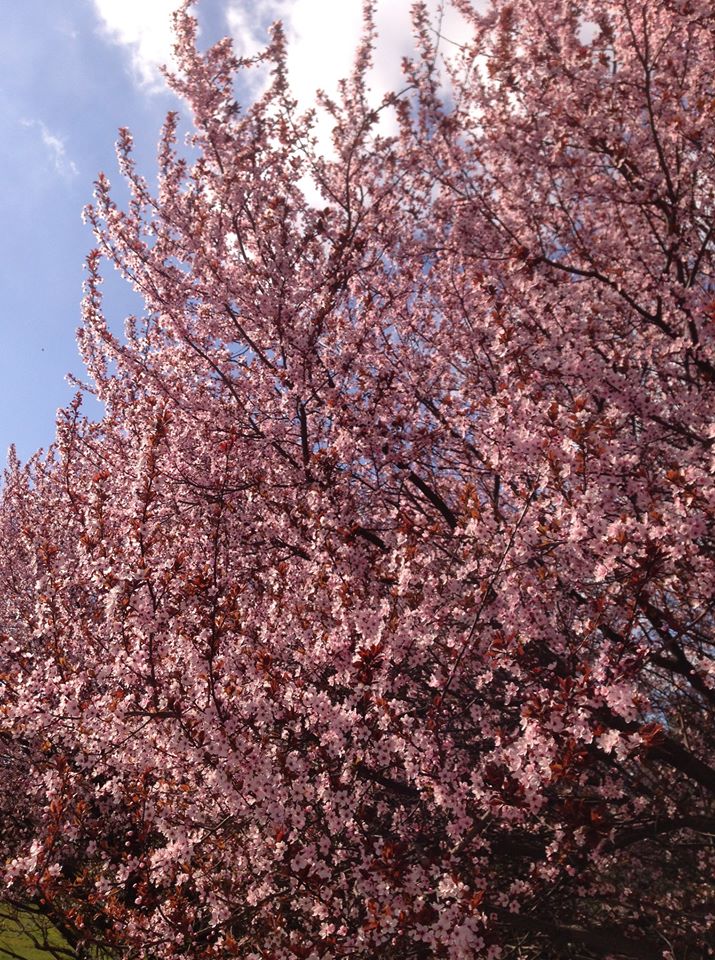 Полюбуйся: на набережной зацвели необычные сливы (фото) фото 1