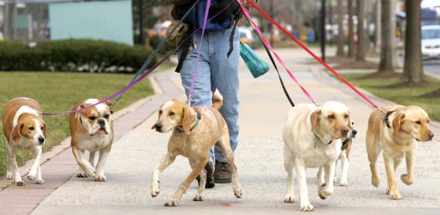 Зооняня/ фото: gloss.ua