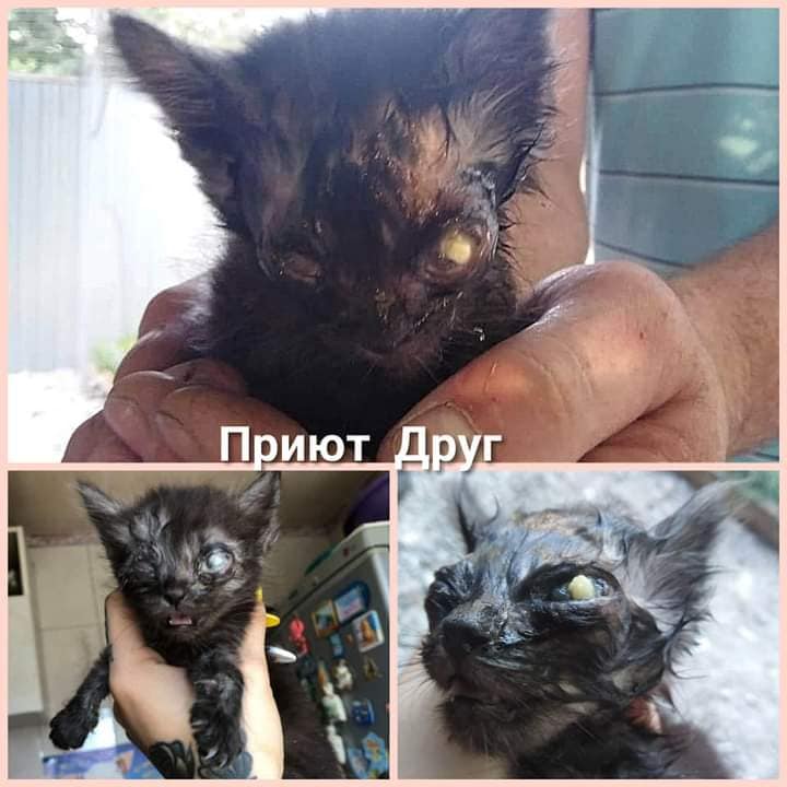 Тюльпанчик на момент поступления в приют "Друг"/ фото: fb приюта "Друг"