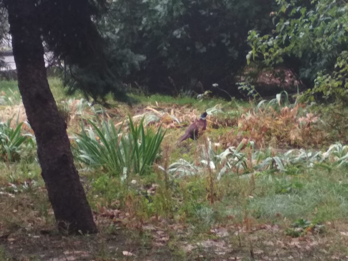 Фазан прячется в траве/ фото: fb Александр Кураков