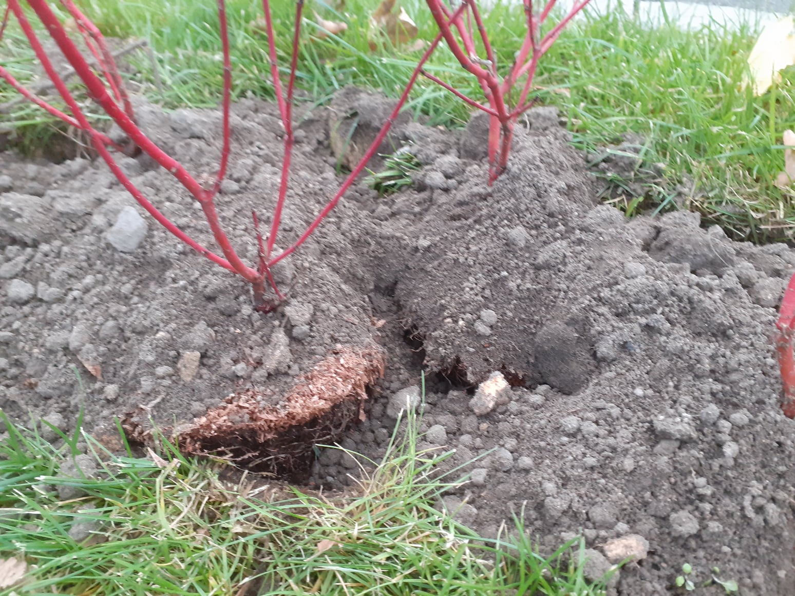 На Набережной Победы неправильно высаживают кусты/ фото: fb Вики Рой