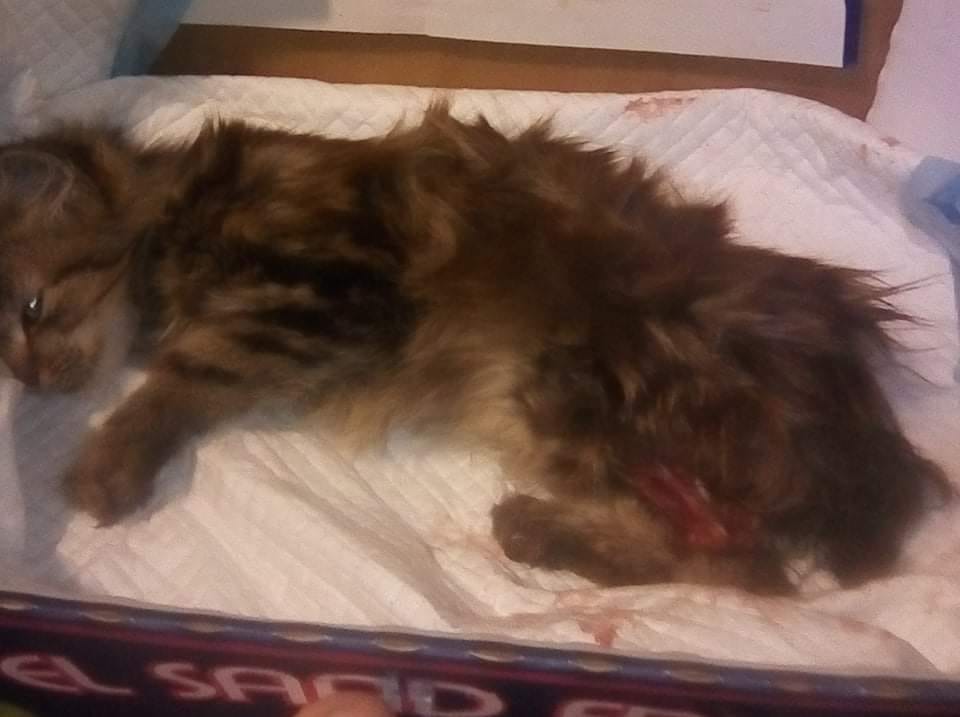 Травмированный котенок/ фото: fb Алеси Леоновой