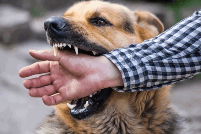 Опасная собака без намордника/ фото: gorod.dp.ua