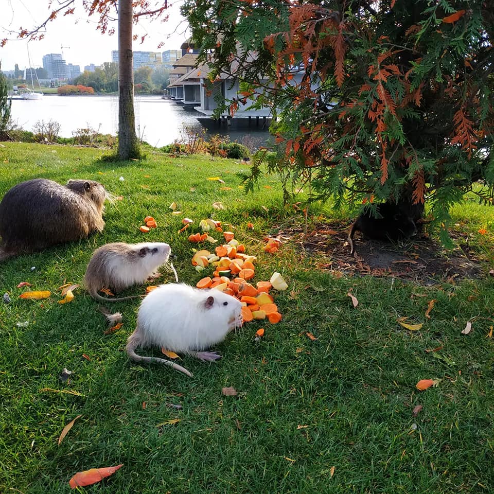 Нутрии в яхт-клубе "Сич"/ фото: fb Виктория Андерсон