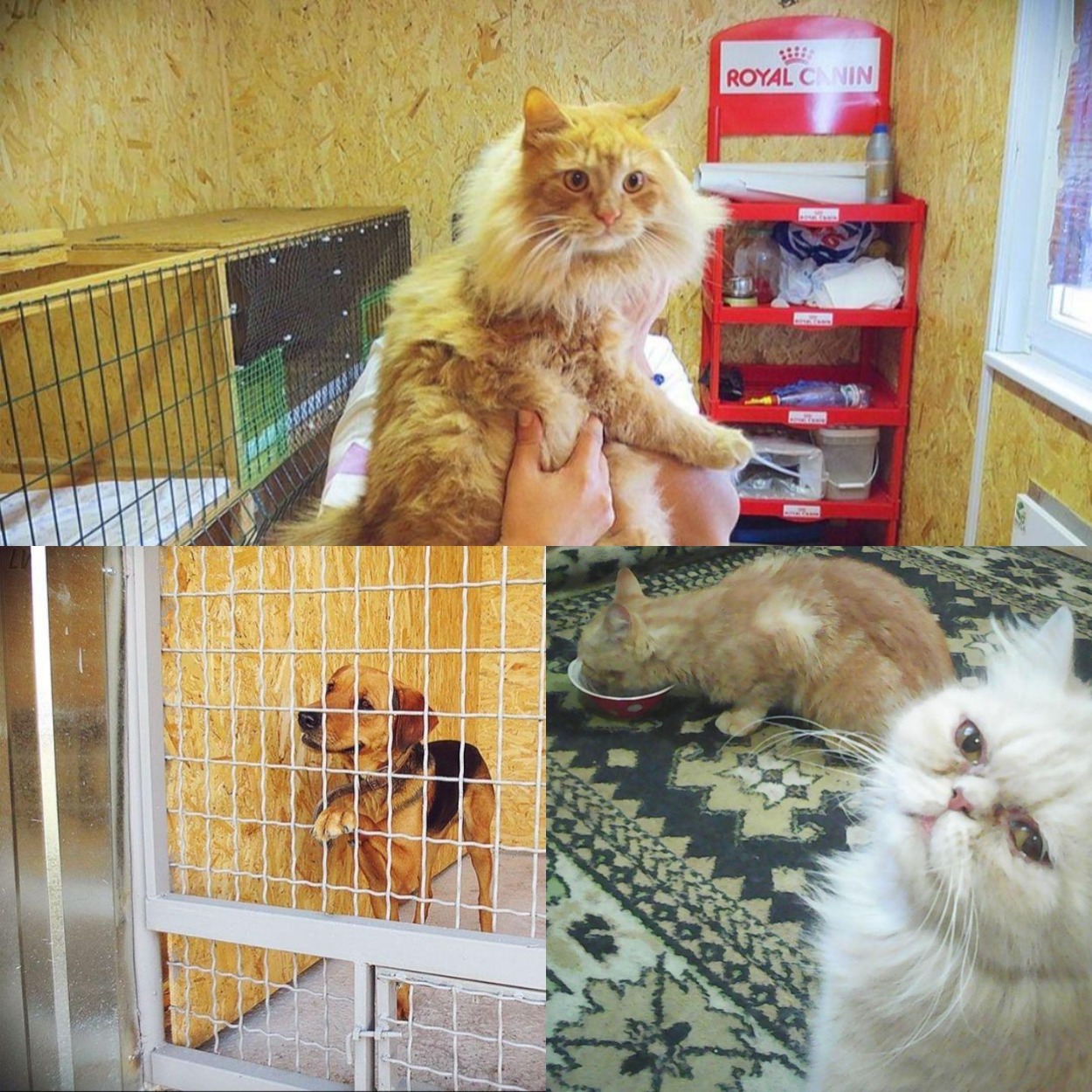 Животные в отеле "Бер"/ фото: google.com